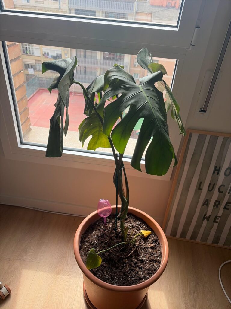 What is wrong with my monstera?