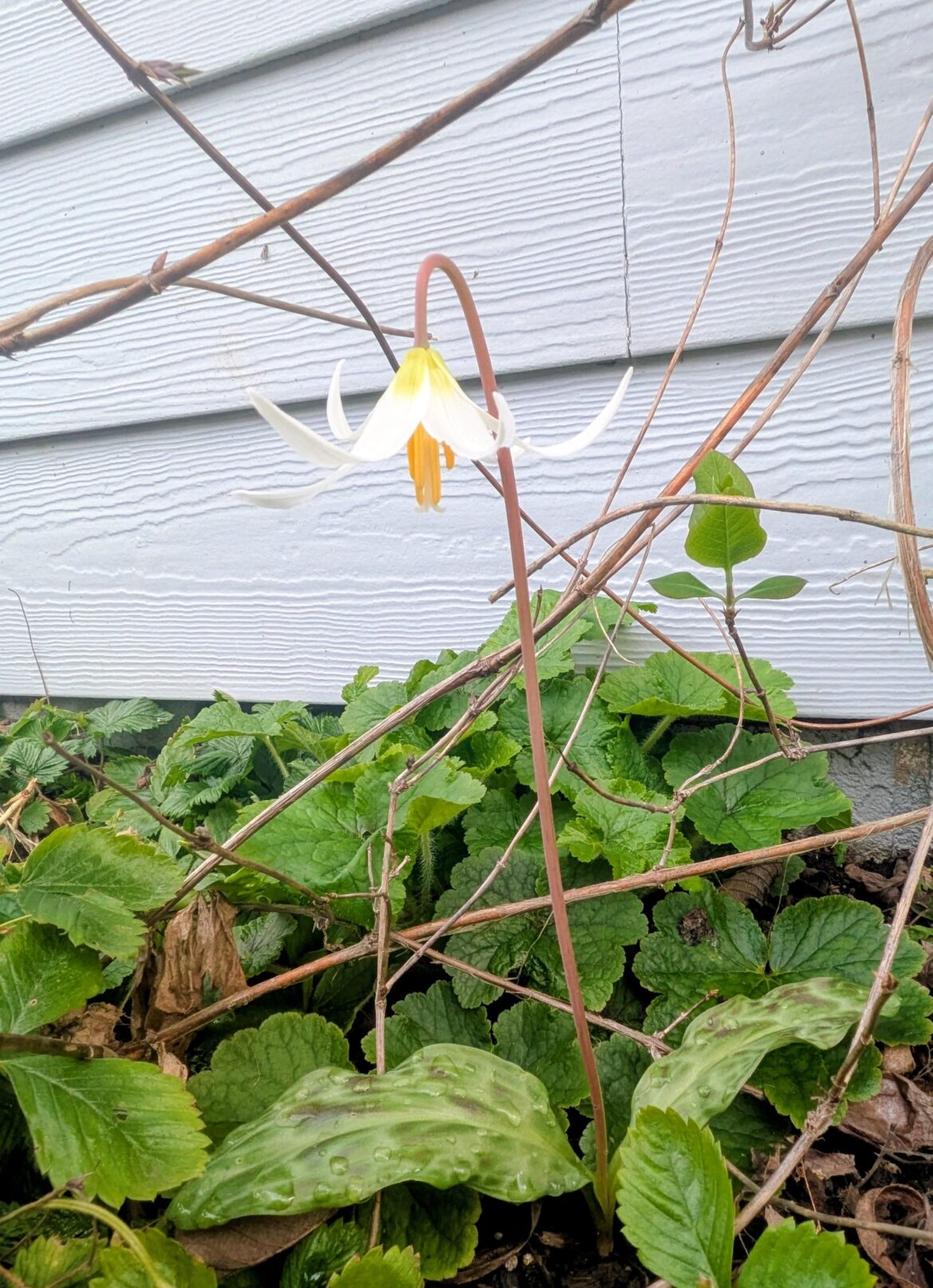 Celebrating a win - BC/9a