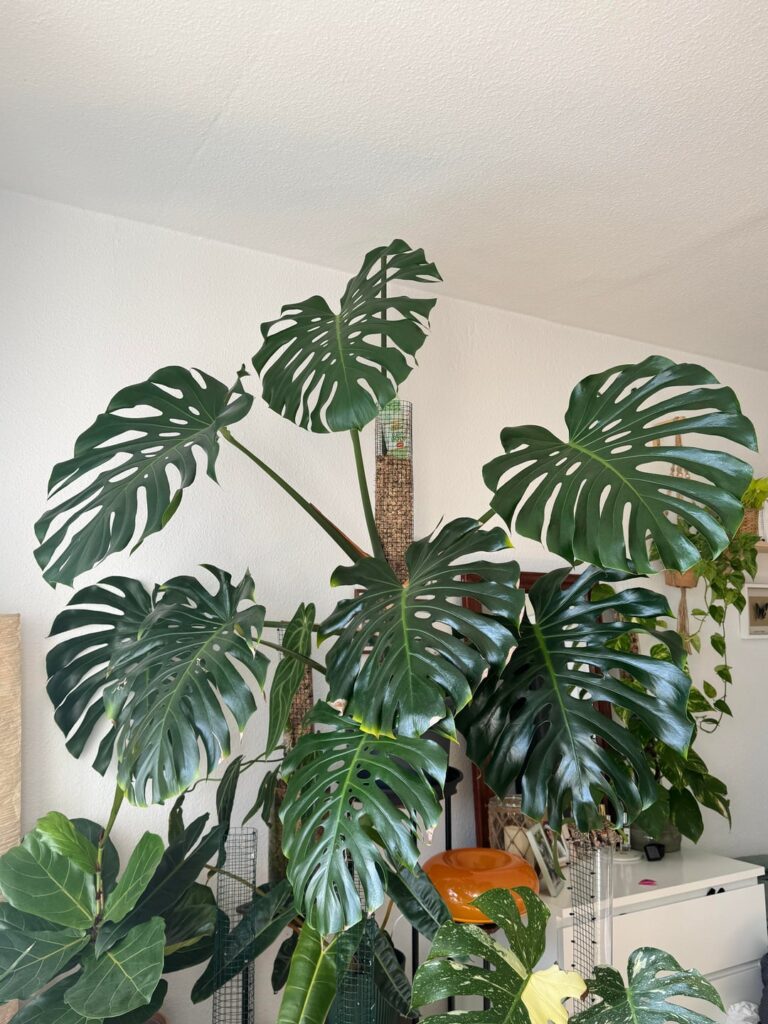 Soil to self watering pot? Soil to self watering pot?