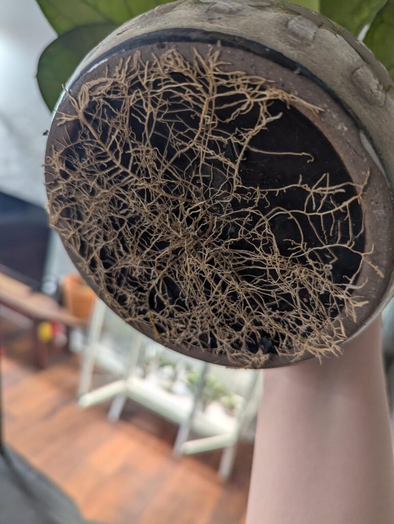 HOLY ROOTS