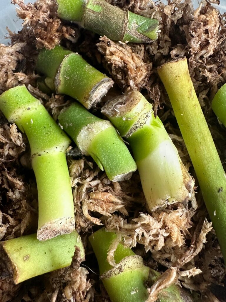 will these propagate? will these propagate?