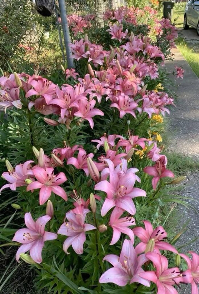 this is why I love walking is talking picture of flower along the way