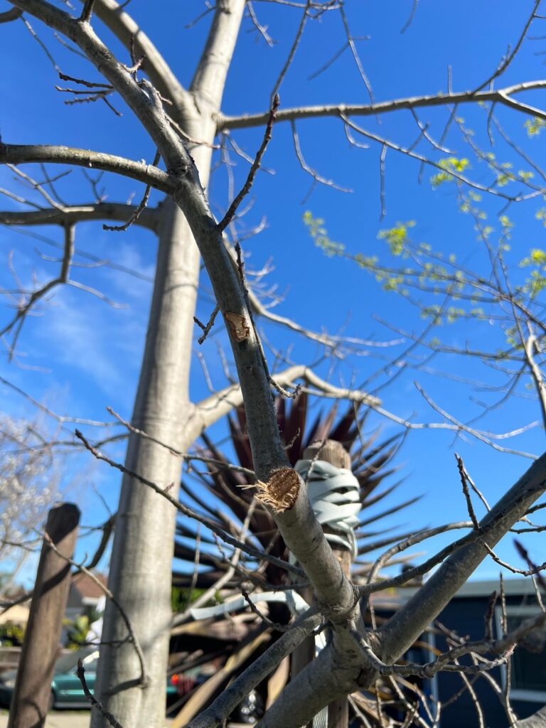 Rate these pruning cuts made by a commercial arborist company