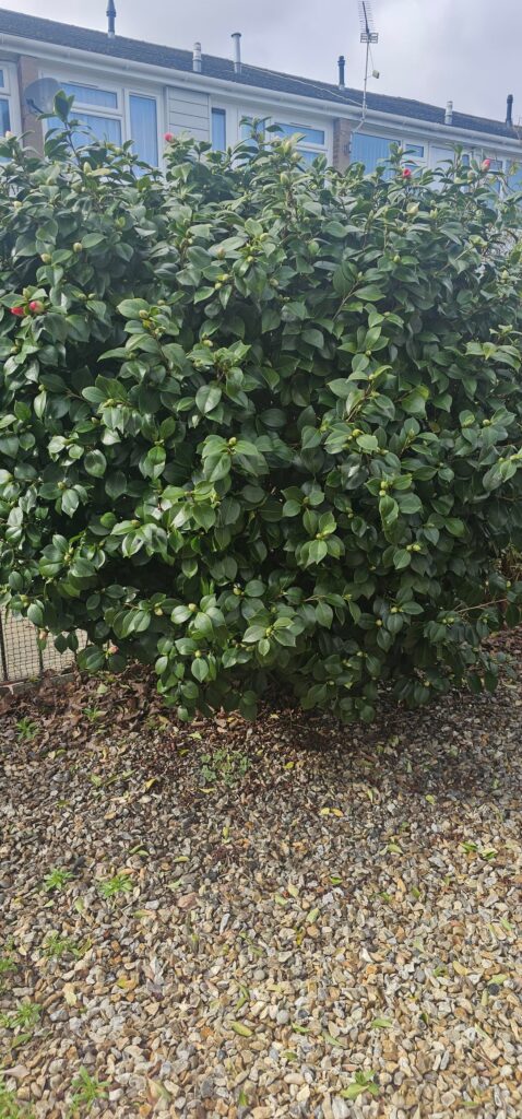 Help identify this bush in my front garden