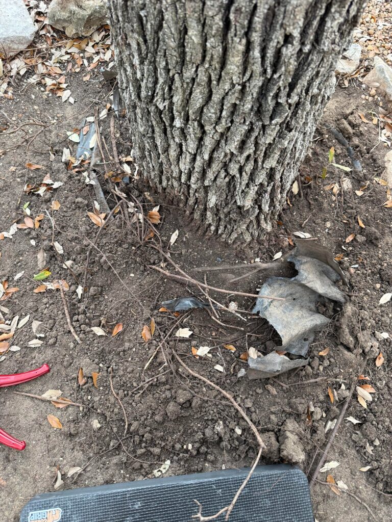 Live Oak, Central Texas (9A)