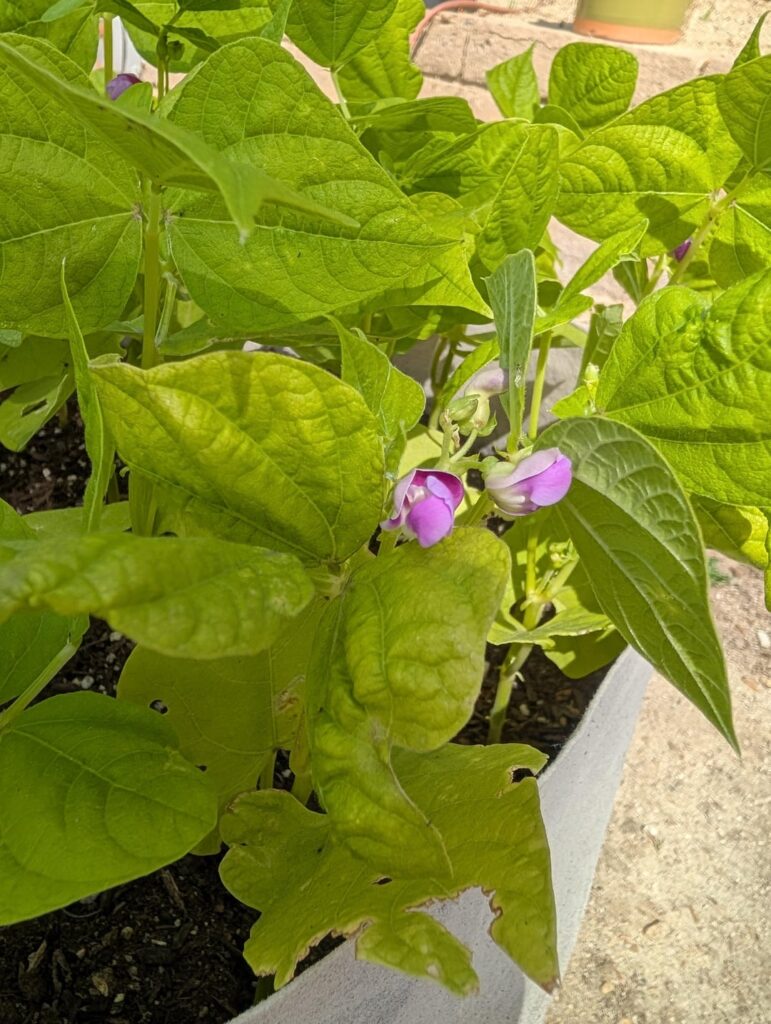 First bean blossoms of 2026 First bean blossoms of 2026