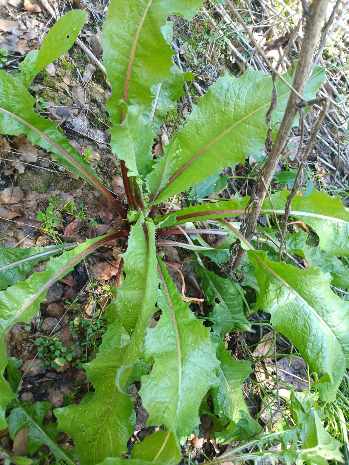 What is this one ?