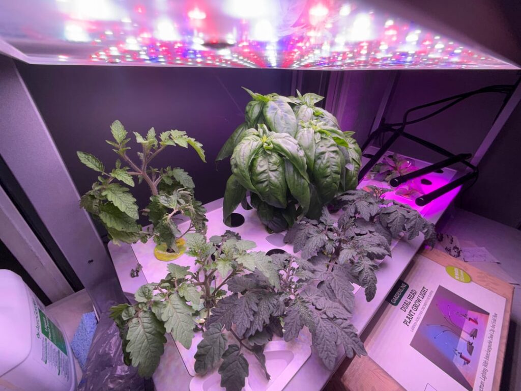 Everglades tomato hybrids?