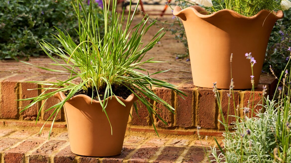 Habitat just dropped the prettiest frilly plant pots
