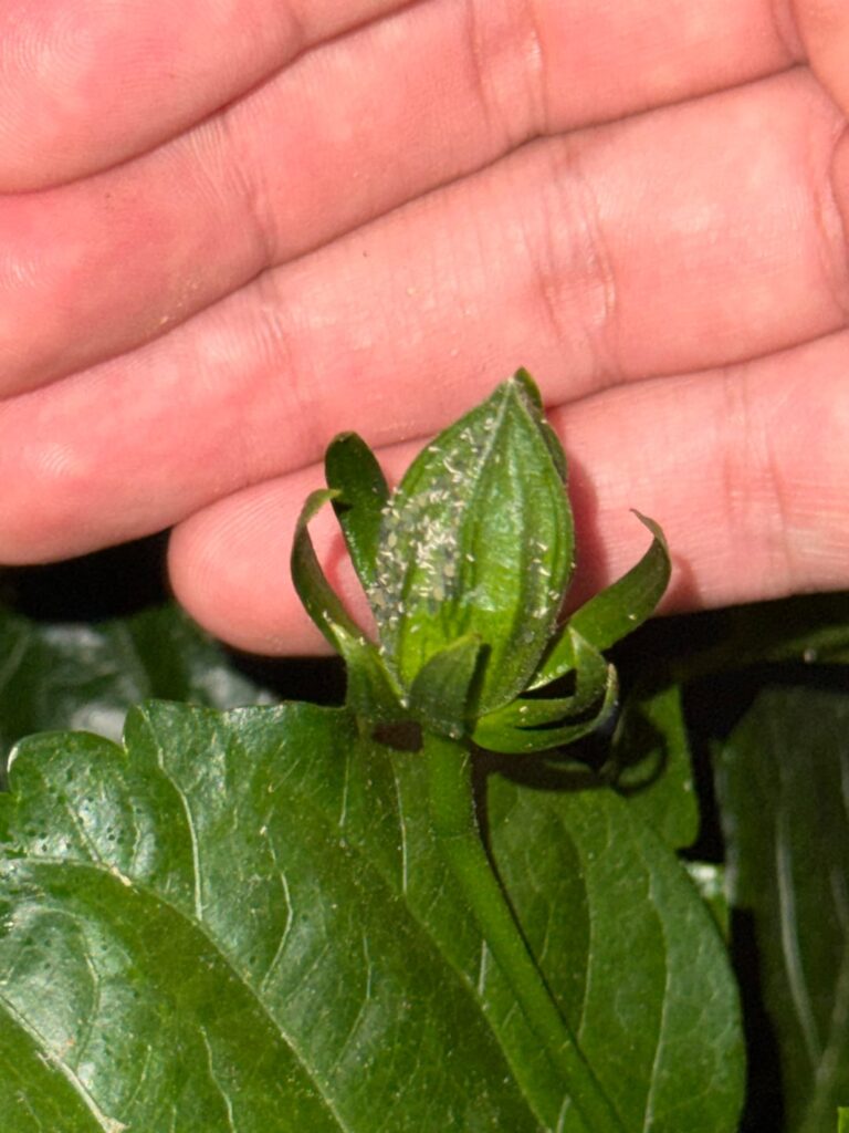 Is my hibiscus currently a breeding ground for spider mites?