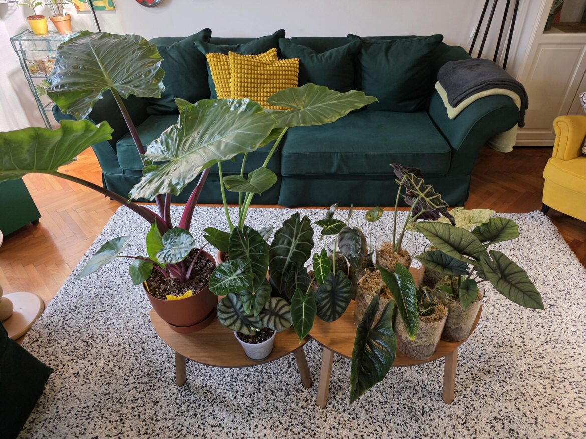 Some of my alocasia, do you recognize all of them?