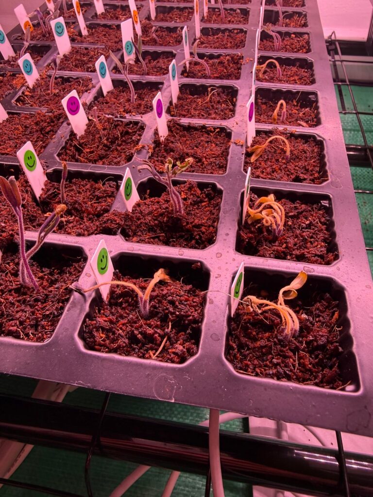 Baby tomato plants browning and dying