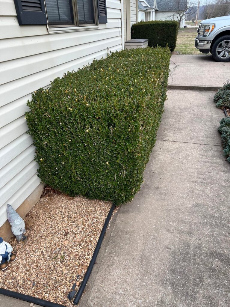 When should I trim these?