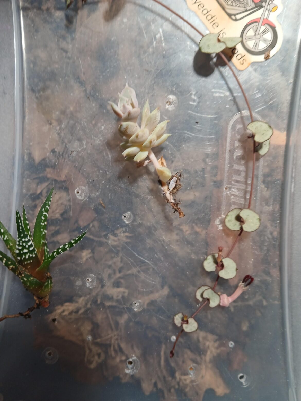 Some cuttings from the greenhouse!