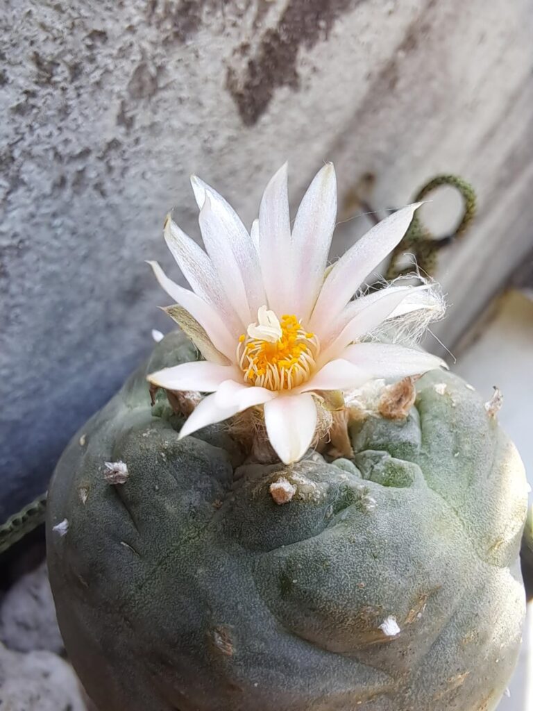 Loph Dragonfruit Grafting