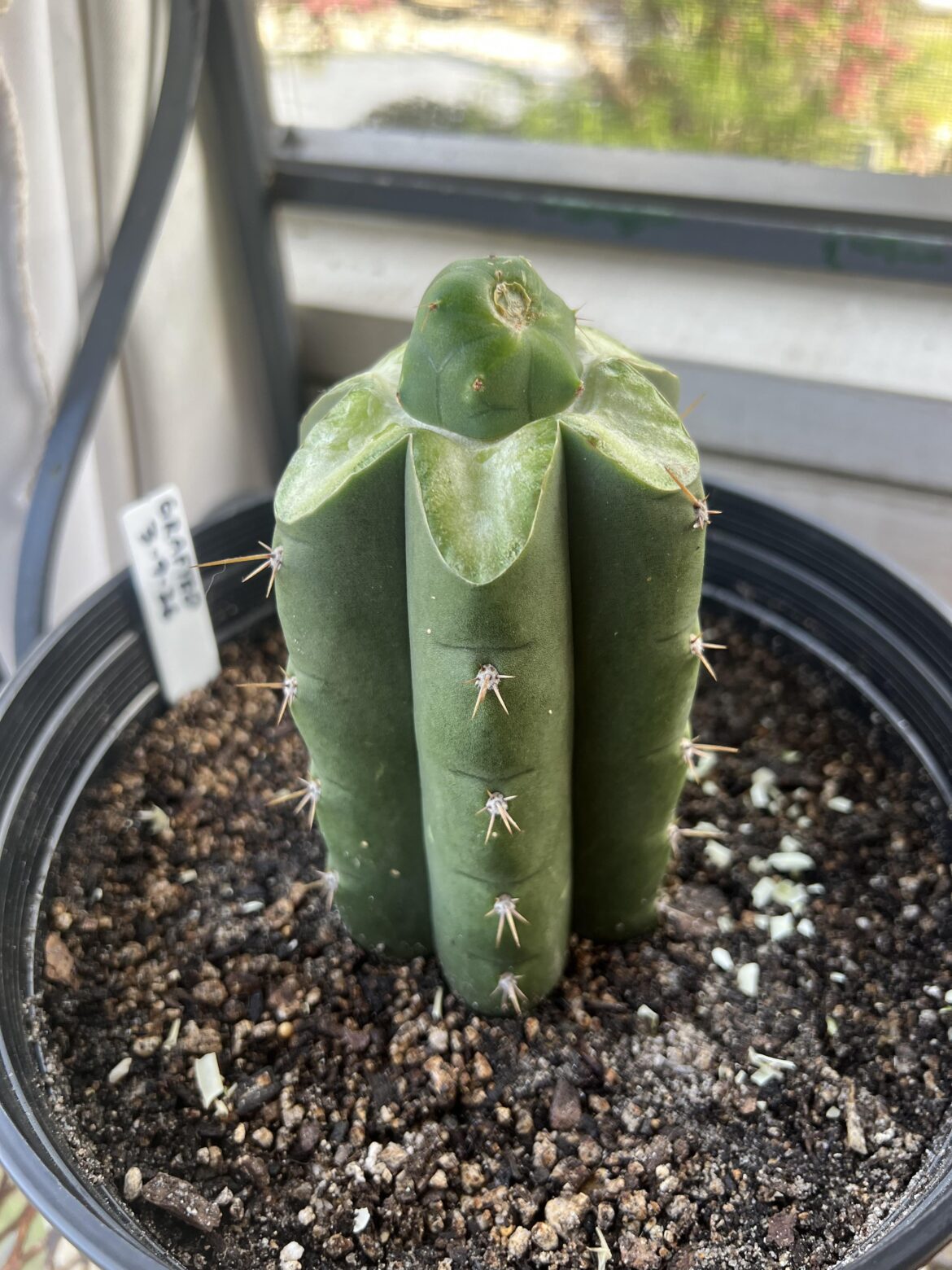 TBM-b butt graft 🍑🌵