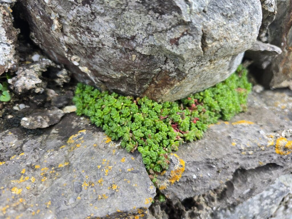 Wild Sedum Sp.