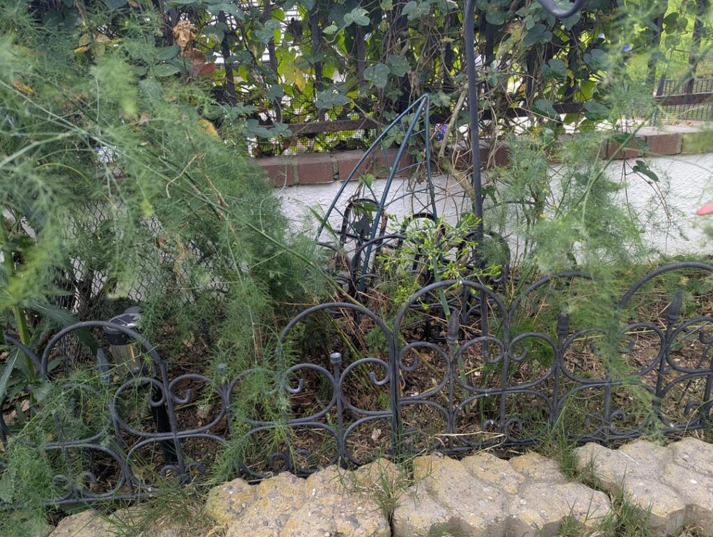 3 year old asparagus patch