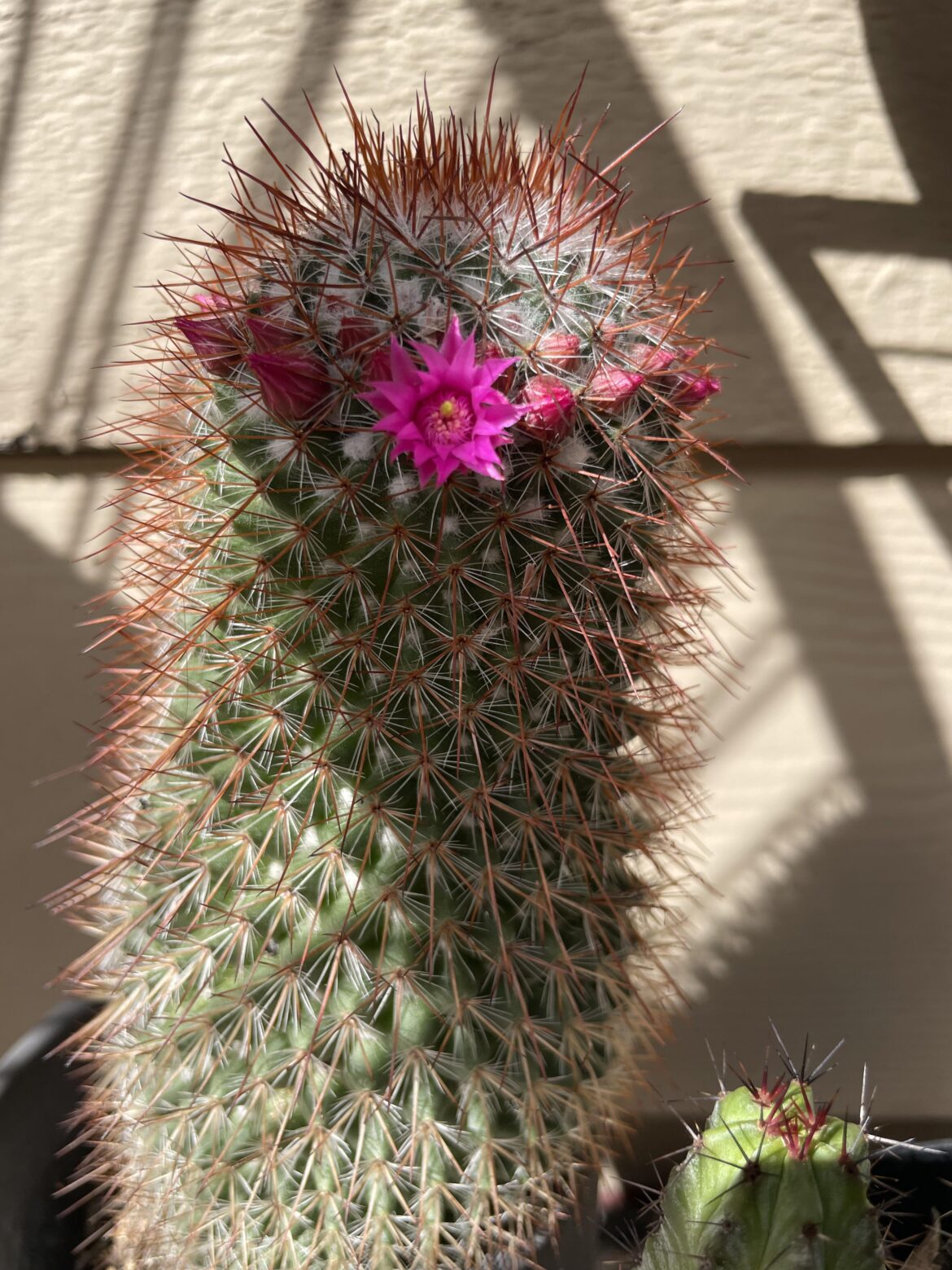 Flower crown