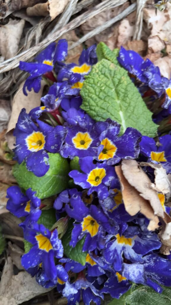 Mystery flower blooming, north east Wyoming