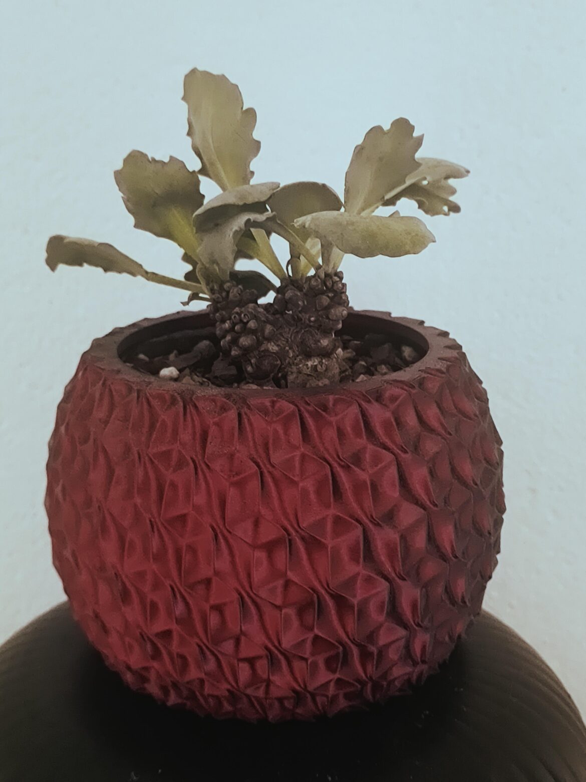 Orthonna Armiana