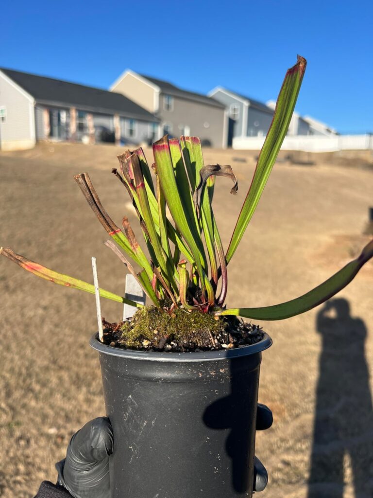 Talk about extreme vigor!!! 2/1/24 vs 3/19/26. This pure Leucophylla came to me in a 4” pot. After 2 full seasons (2024 & 2025) in my bog garden the rhizome is 13” long and 8” wide. All of the cut pitchers in pics 2 & 3 are the same plant.