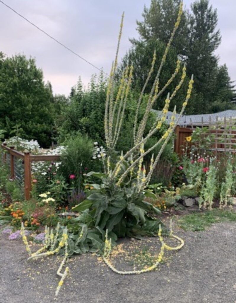 Mullein on a piece of reclaimed gravel driveway.