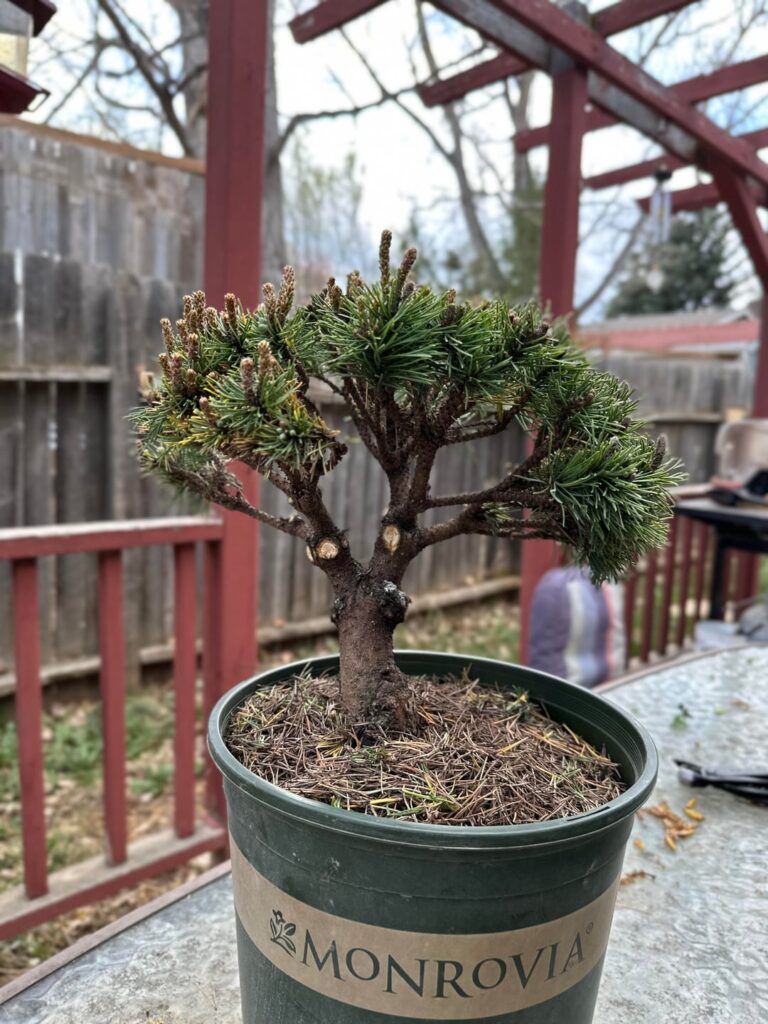 First attempt at trimming, advice? First attempt at trimming, advice?