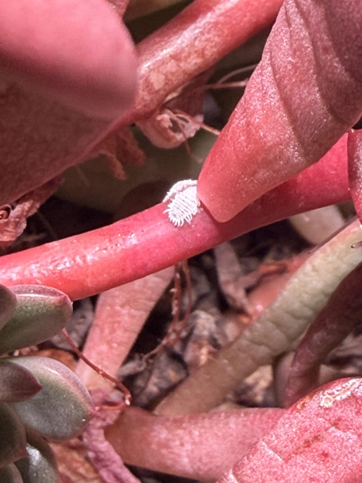 Mealybug help