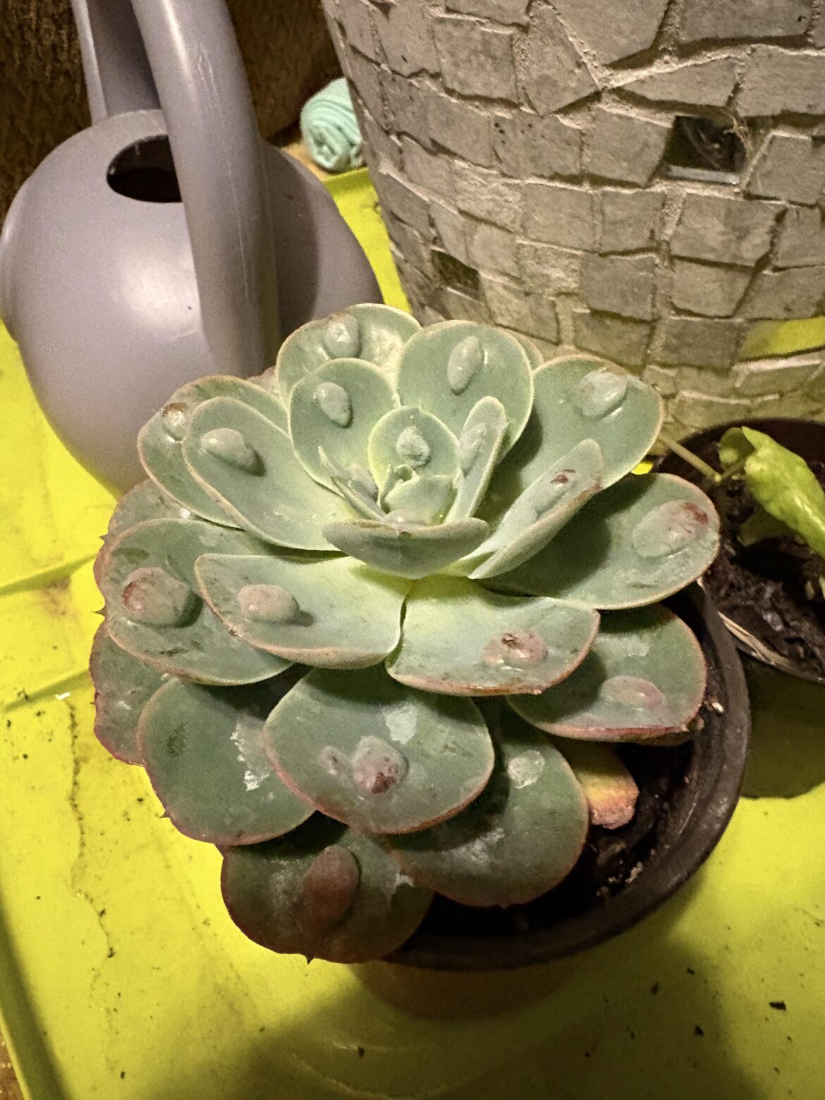 Wet soil for succulents Wet soil for succulents