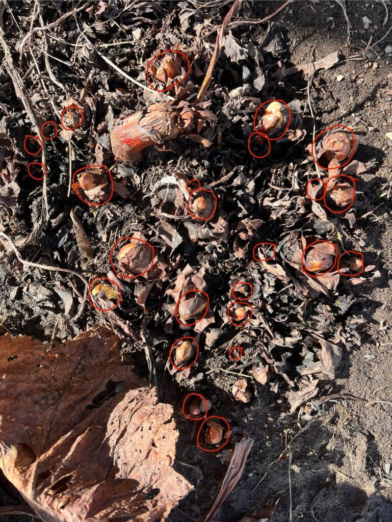 So… how many rhubarb plants will this be? So… how many rhubarb plants will this be?