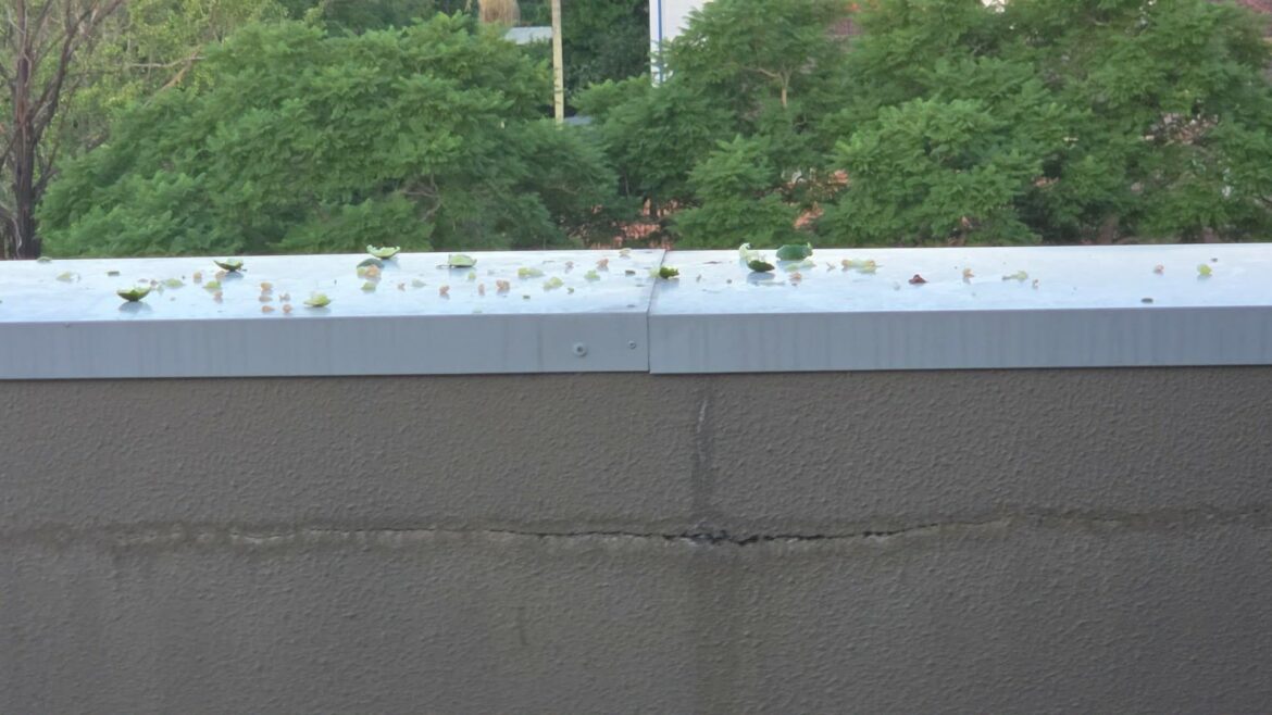 Friendly cockatoos helped me with my yuzu lime...