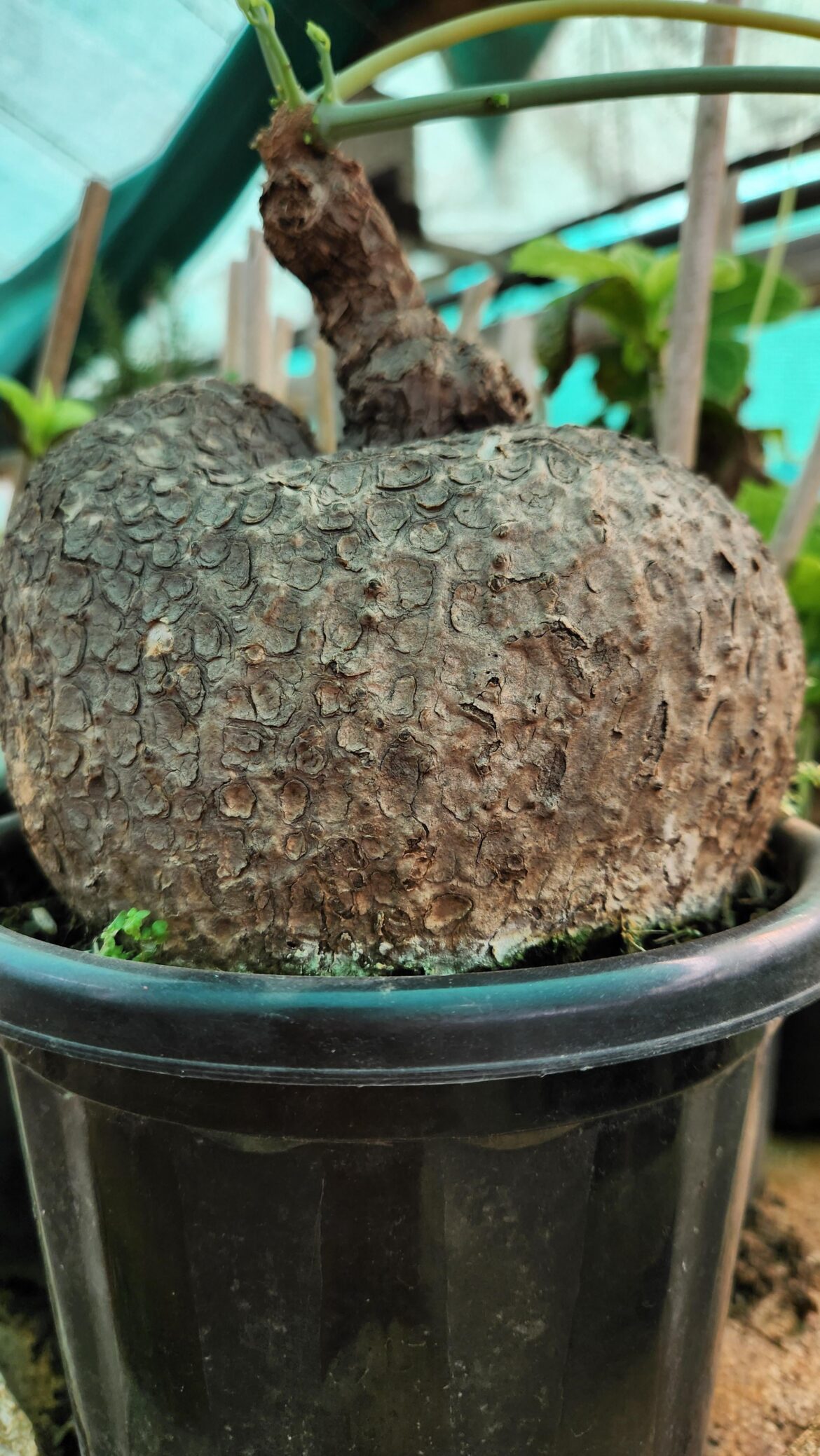 Rooted in Love 💚 (dioscorea elephantipes)