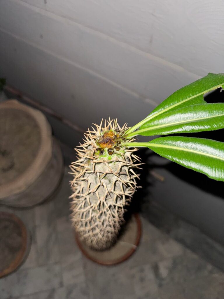 Accidentally damaged the top of my new Madagascar palm while taking it home from the store. Will it grow new leaves or just pup sideways? I was wanting to grow it tall in a tree-like fashion 😭