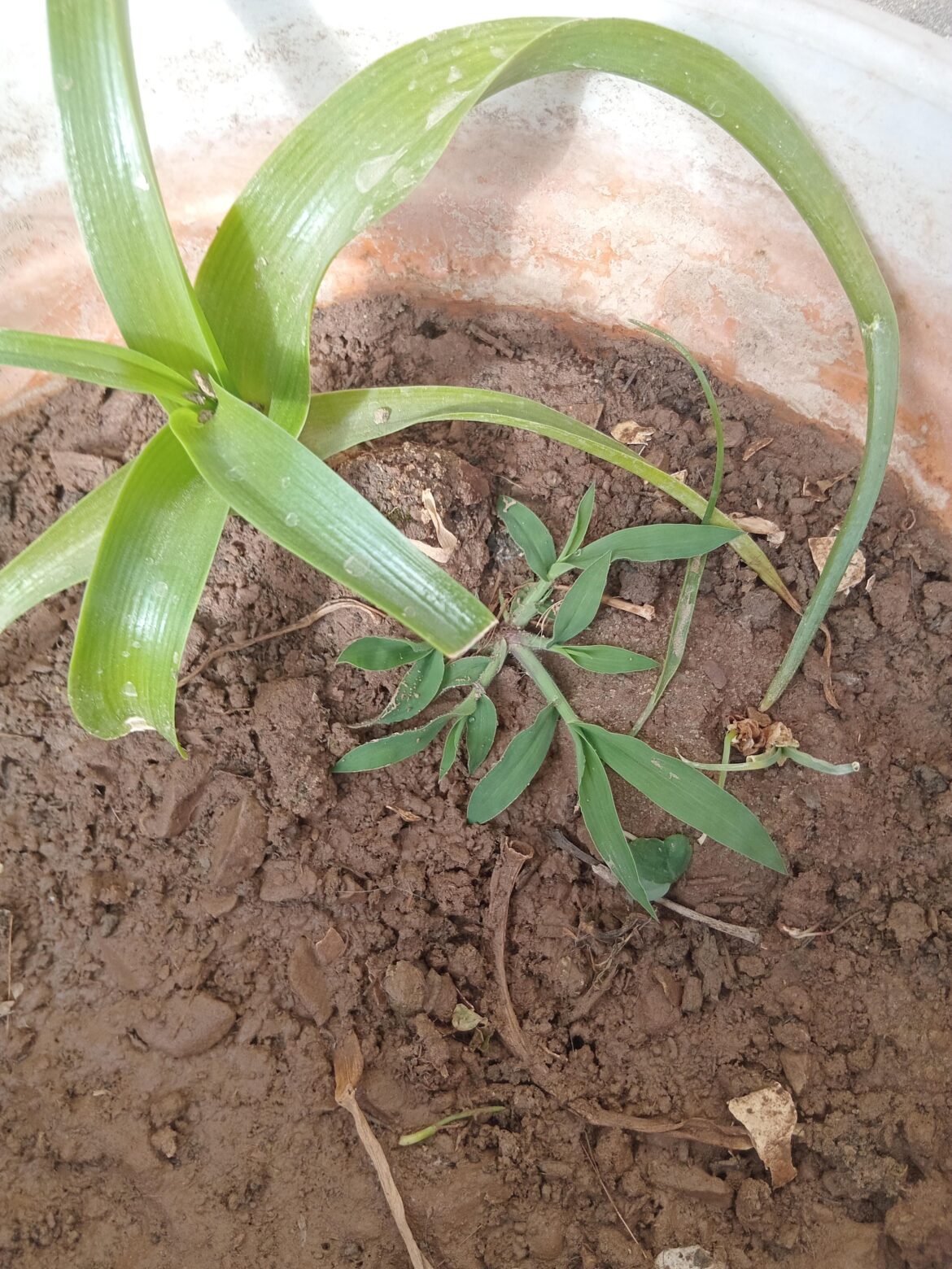 The plant close to ground is weed ?