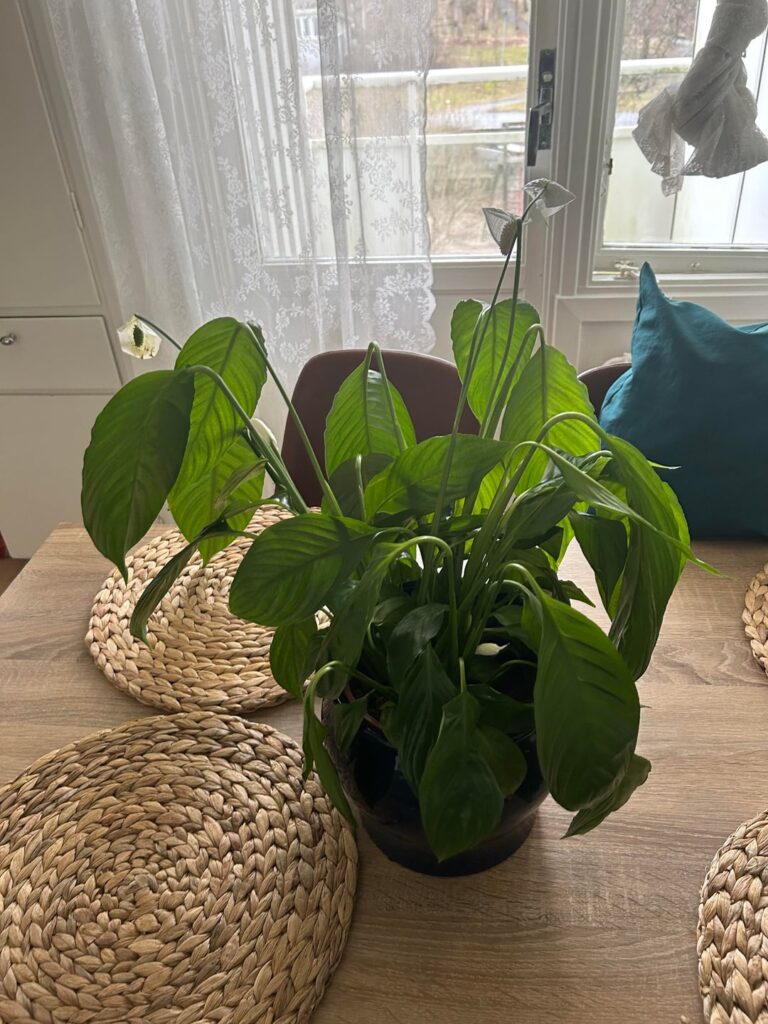 Is this the plant that should be giving me peace?