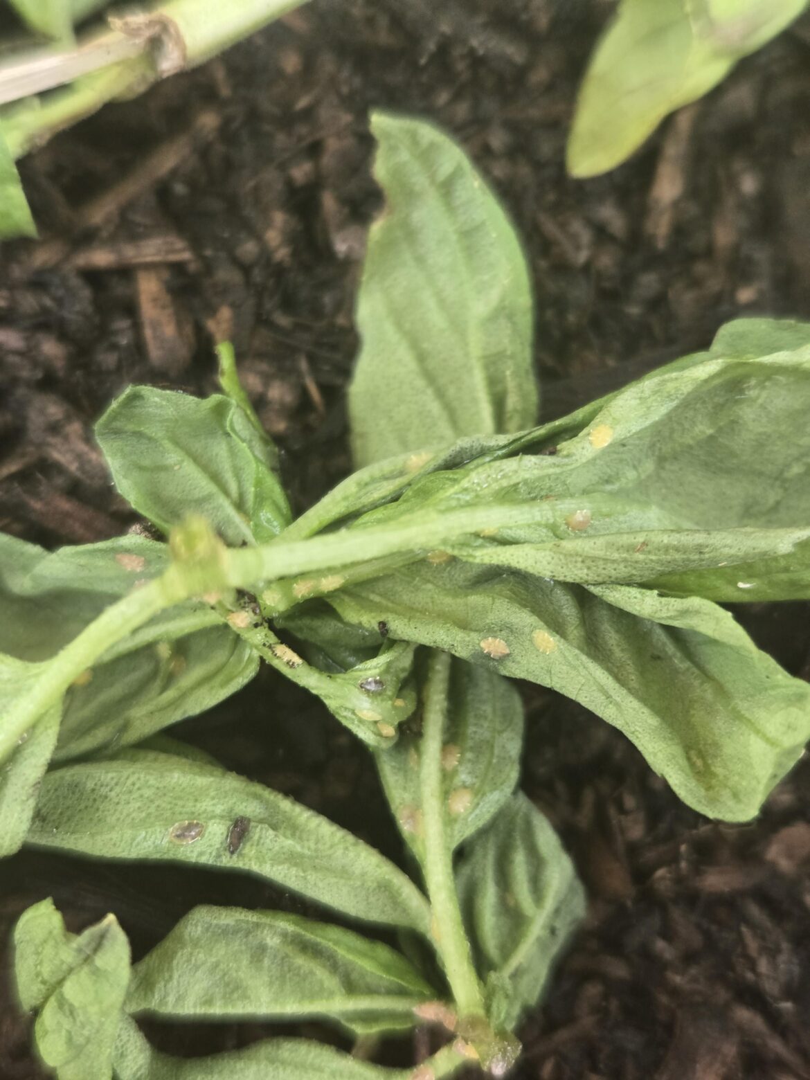 What are these guys on my basil stems?