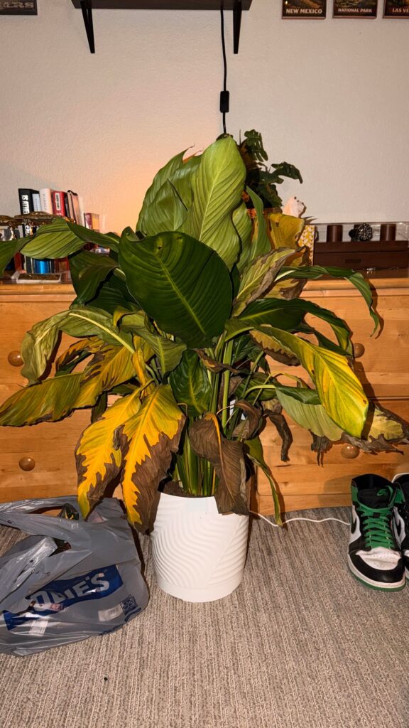 Saved this lass from the Clearance shelves (swipe for after)