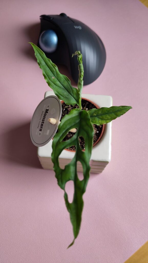 What kind of monstera did I buy?