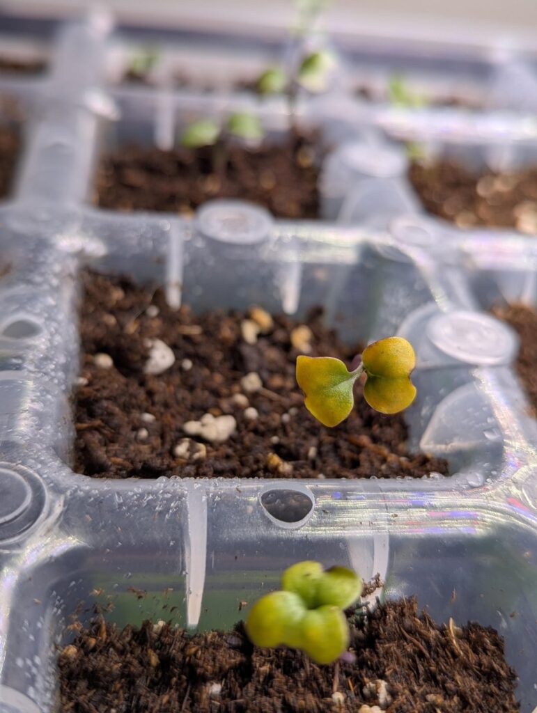 Broccoli seedlings turning yellow