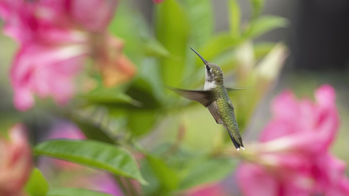 5 Shrubs That Create The Shelter Hummingbirds Need A hummingbird flying near mandevilla vines with pink blooms