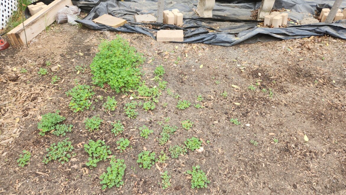 Some people say I'm crazy for killing my grass and then meticulously moving every yellow wood sorrel I find to this spot... I just hope my grandson doesn't kill it when I'm gone.