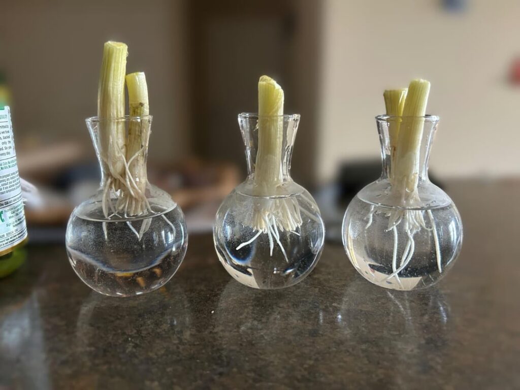 GIY - Grow it Yourself