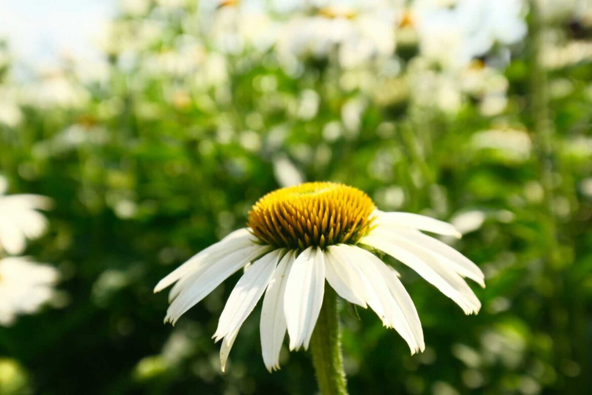 Alexandria commission seeks 250 ‘patriotic gardens’ for America250 Alexandria commission seeks 250 ‘patriotic gardens’ for America250