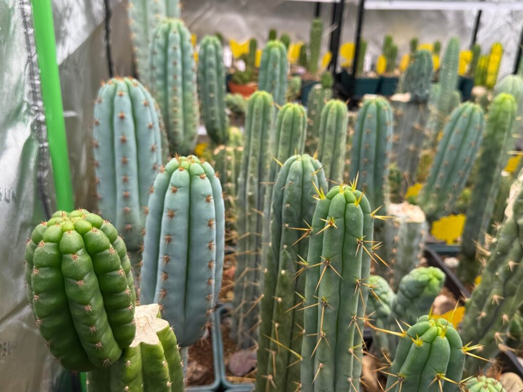 Tent Share 🌵🏕️