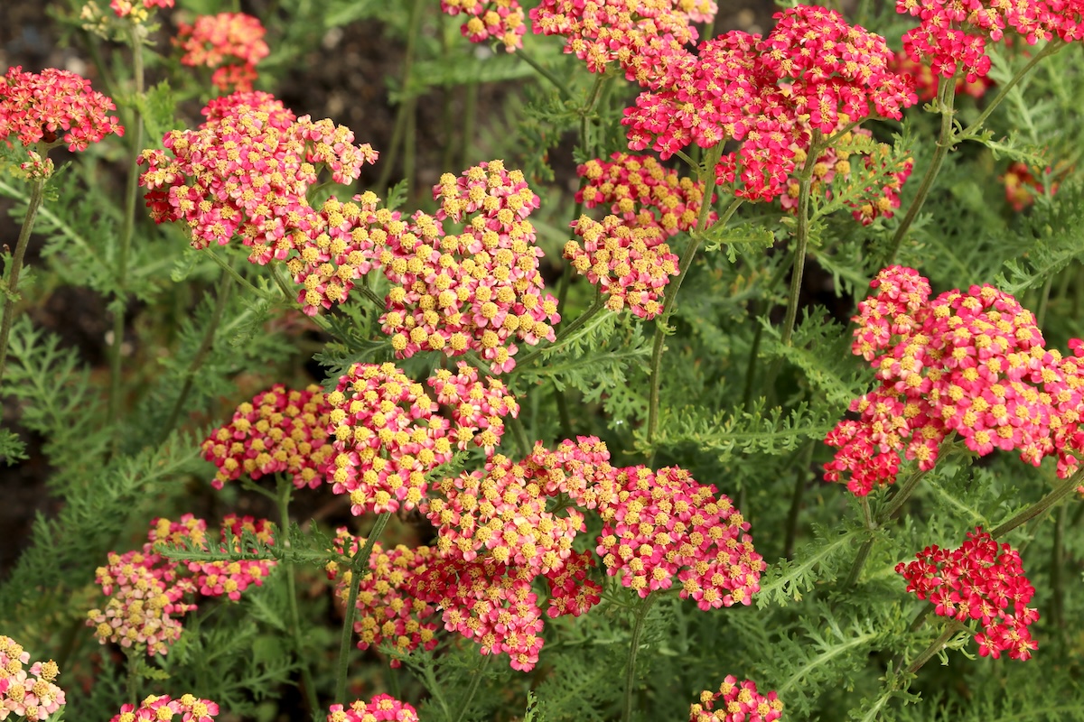 Blooming yarrow Achillea millefolium in the garden