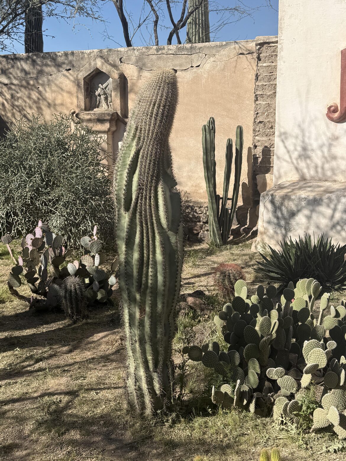 Name this mutation. San Xavier Mission.