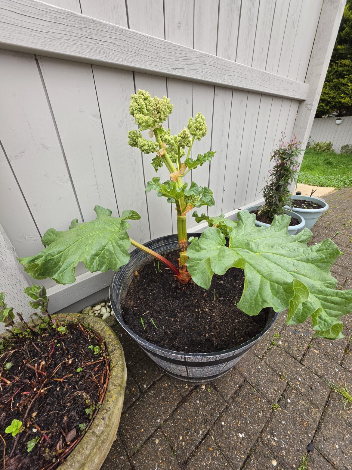 Rhubarb bolting?