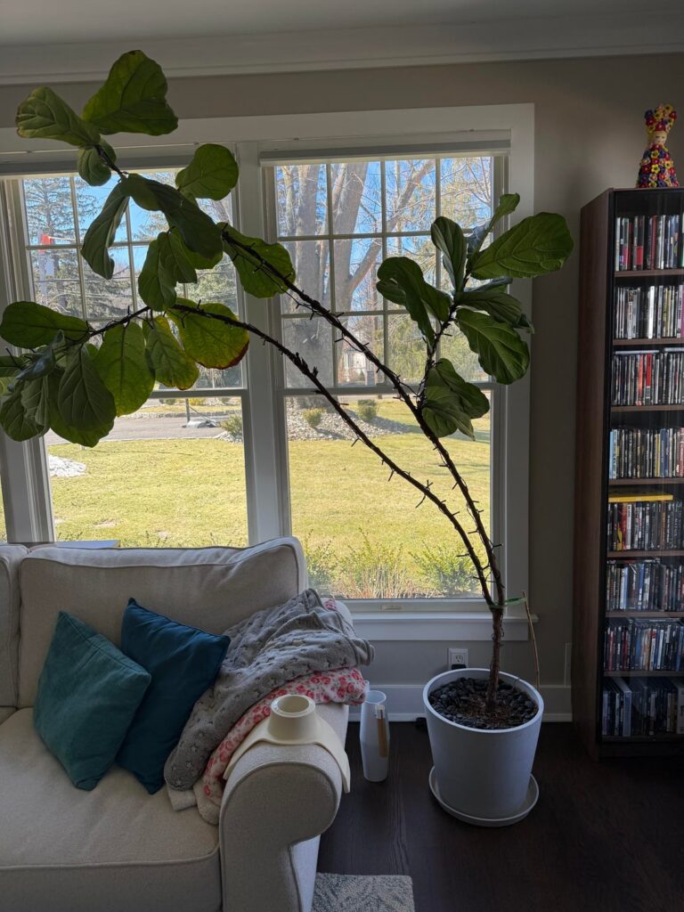 Help me prune