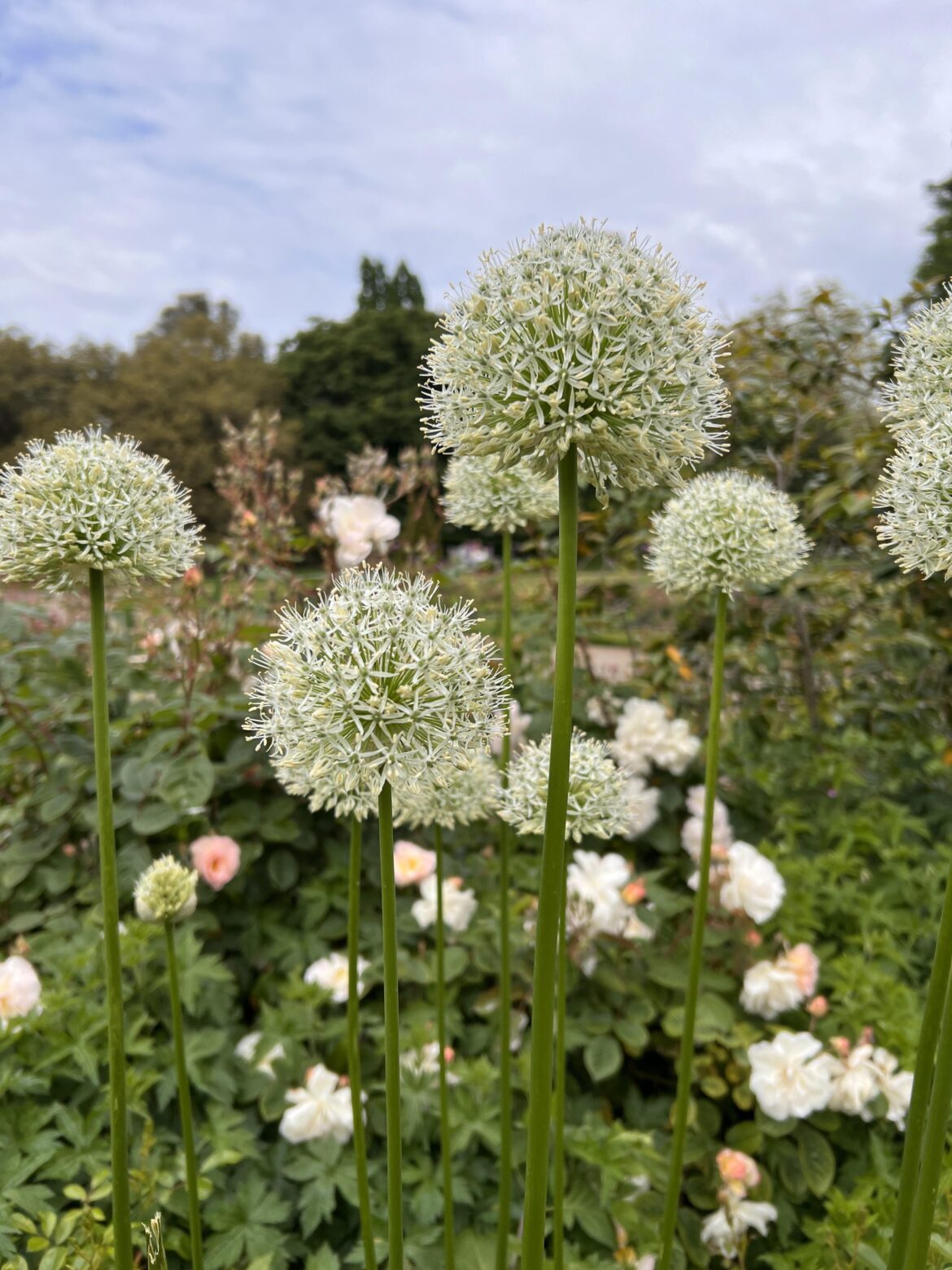 Discovered these beautiful while in London. What are they and do they grow in the states?